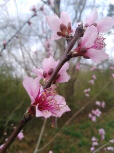  Peach blossoms, Rutledge, Alabama