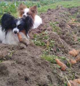 Nifty and Sunny,  both Papillons, enjoying digging carrots near Rutledge Alabama!