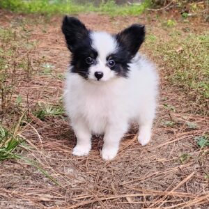 Papillon puppy near Rutledge, Alabama 