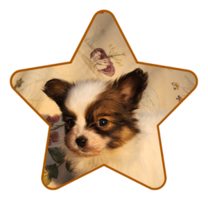 A beautiful Ready/Sunny Male Papillon puppy on the farm near Rutledge, Alabama!