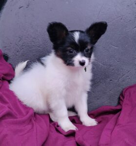 An Exceptional Exceptionnel Papillon puppy!