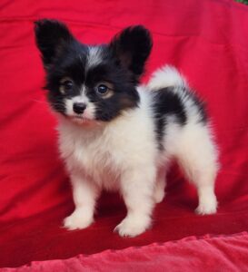 Papillon puppy for sale near Rutledge, Alabama