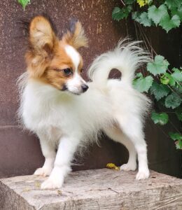 Sable Male Papillon Rutledge,  Alabama 